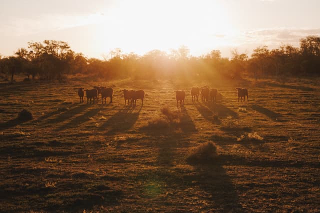 A herd of Providore Global cattle stands in a paddock, backlit by golden sunset light through the trees.