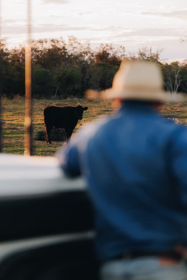 A man in a wide-brim hat watches a young black cow at dusk on a Providore Global farm.